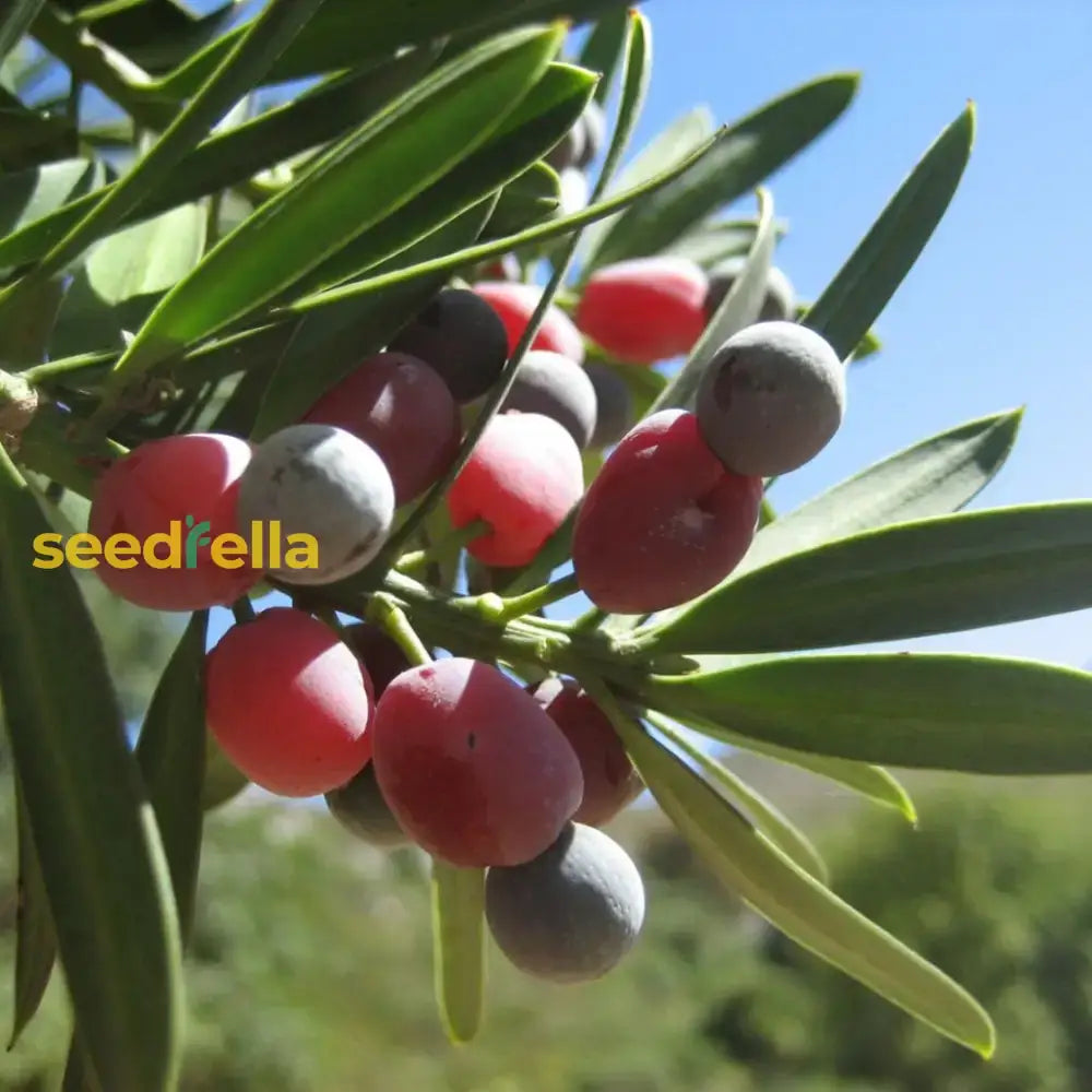 Mixed Podocarpus Seeds For Planting  Year-Round Evergreen Growth Plant Seeds