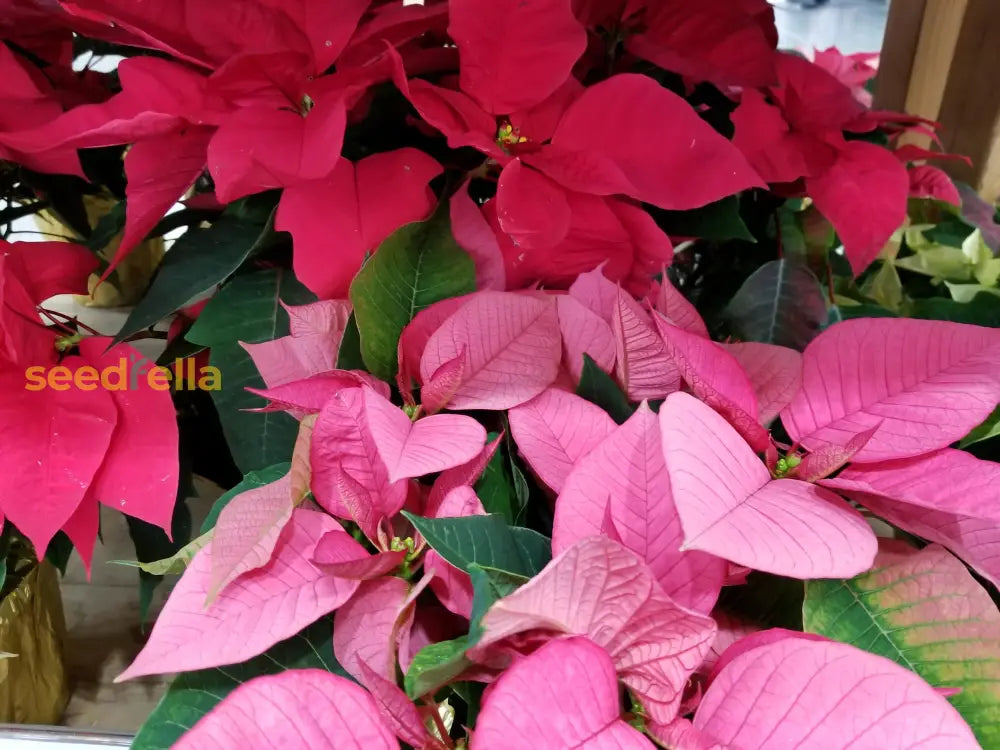 Mixed Poinsettia Flower Seeds: Essential Planting Guide Seeds