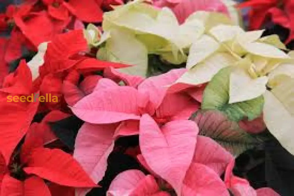 Mixed Poinsettia Flower Seeds: Essential Planting Guide Seeds