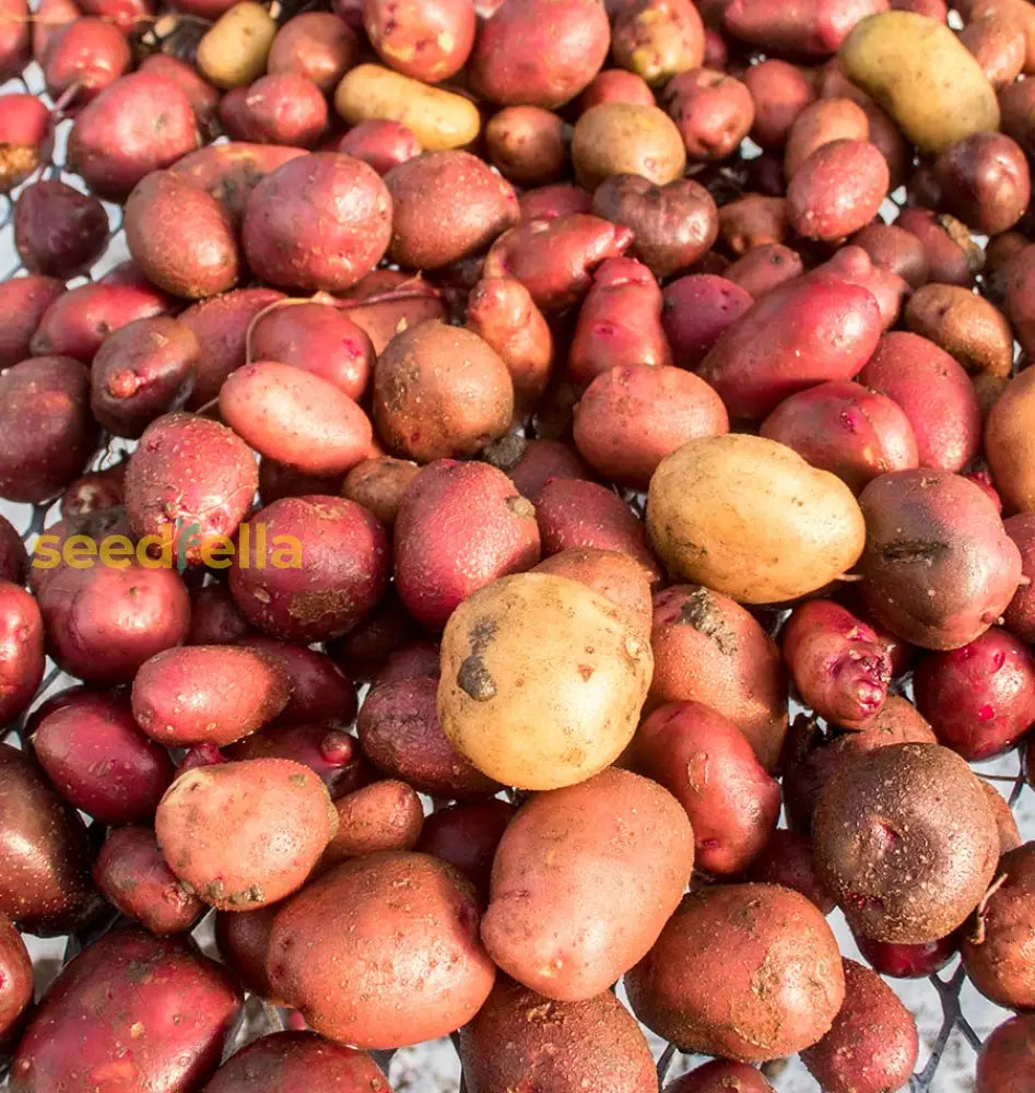 Mixed Potato Seeds For Vegetable Planting. Seeds