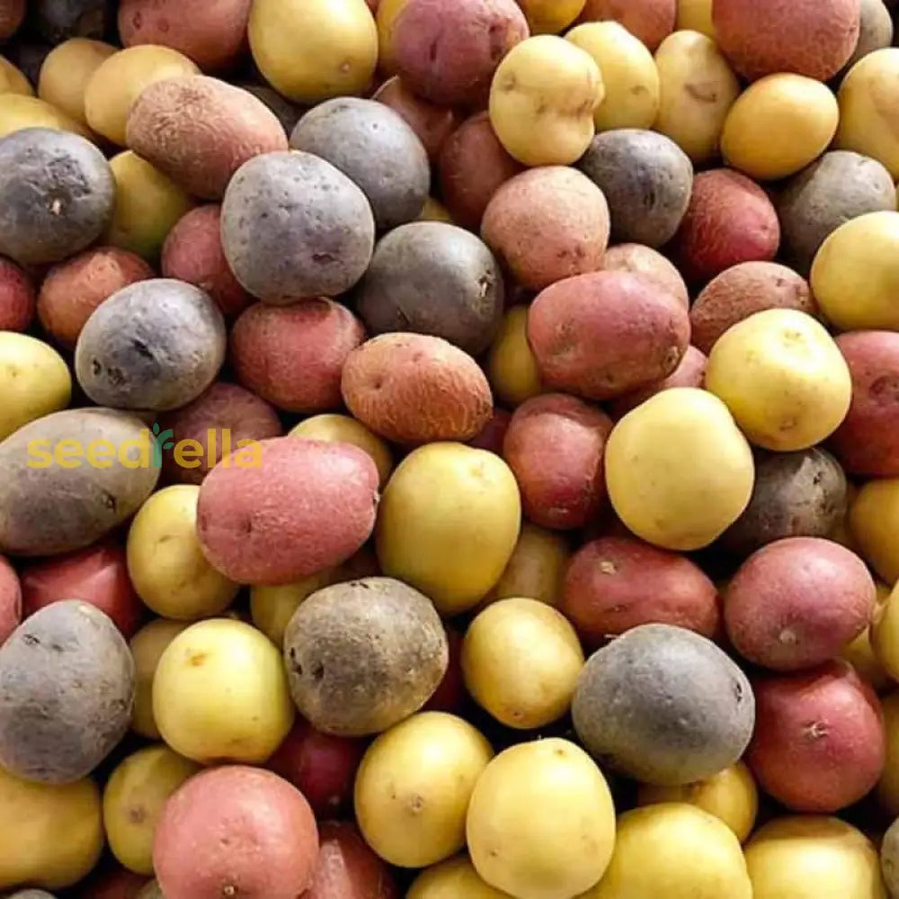 Mixed Potato Seeds For Vegetable Planting. Seeds