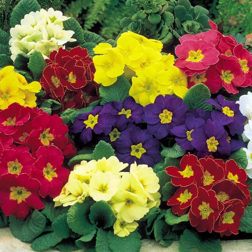 Assorted Primrose Mixed Primrose Seeds – Colorful Primula Flower Seeds for Vibrant Garden ...