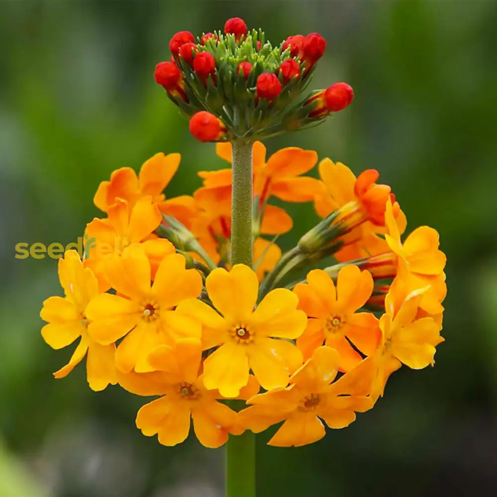 Mixed Primula Seeds For Planting Flower