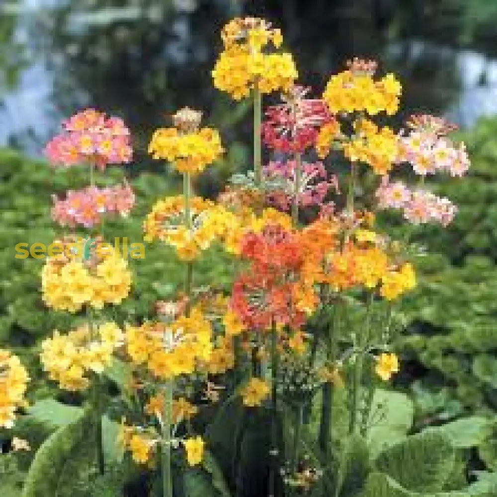 Mixed Primula Seeds For Planting Flower