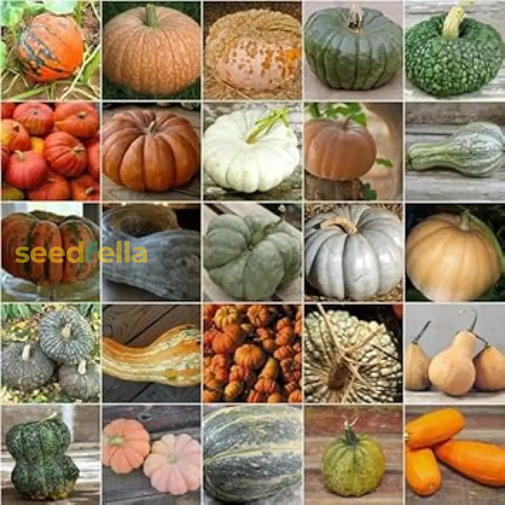 Mixed Pumpkin Planting Seeds For A Bountiful Harvest Vegetable Seeds