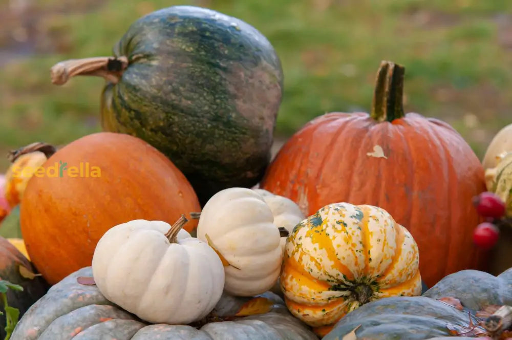 Mixed Pumpkin Planting Seeds For A Bountiful Harvest Vegetable Seeds