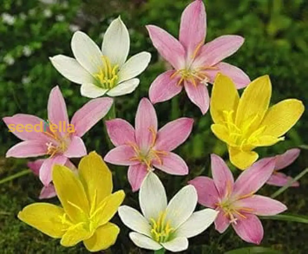 Mixed Rain Lily Seeds For Planting Flower