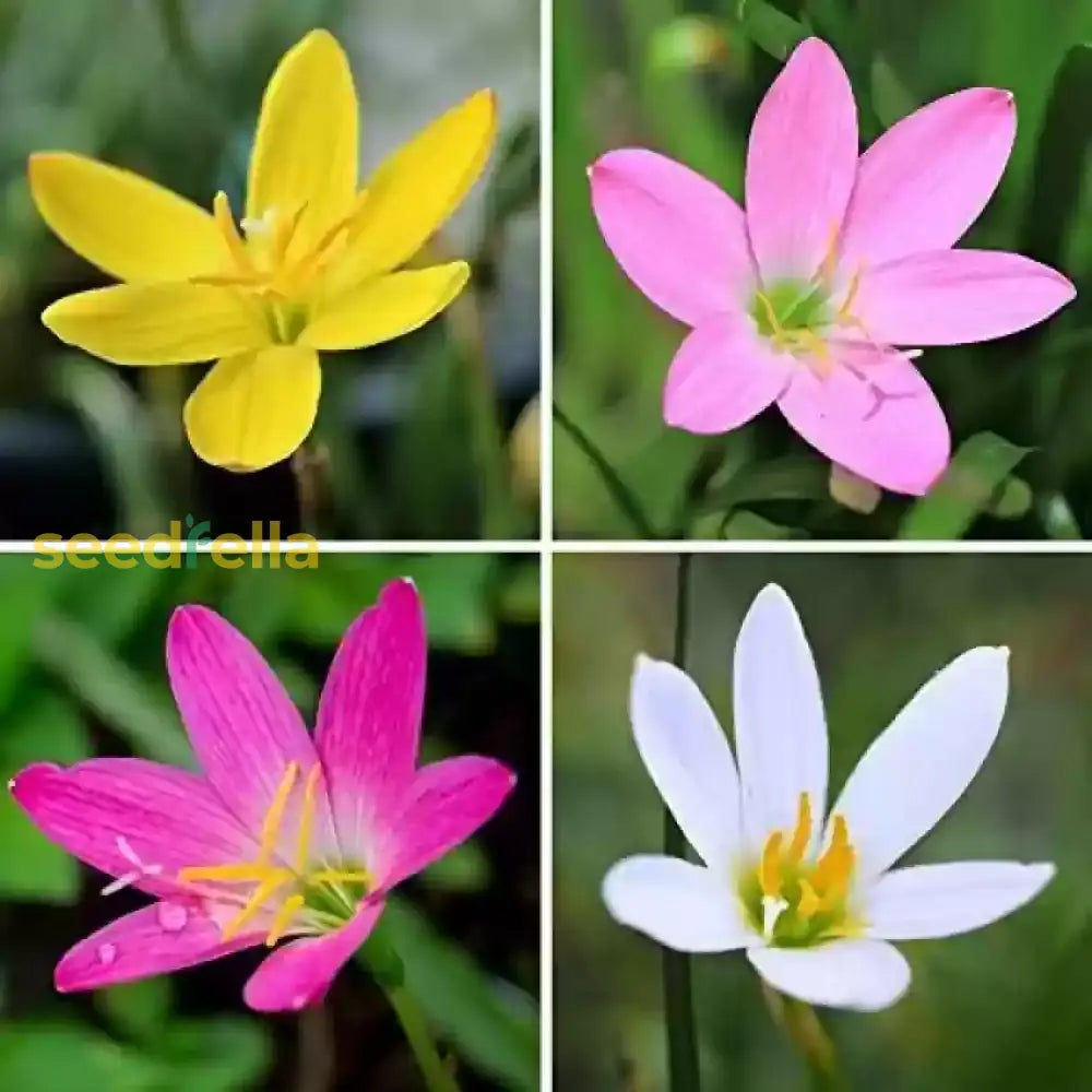 Mixed Rain Lily Seeds For Planting Flower