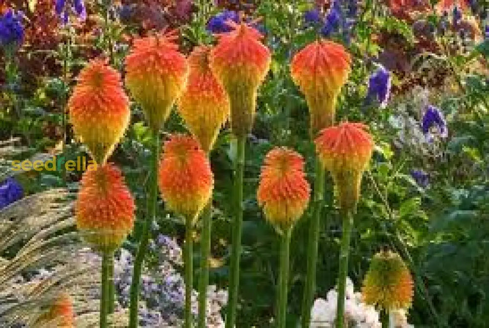 Mixed Red Hot Poker Plant Seeds For Vibrant Garden Planting Seeds