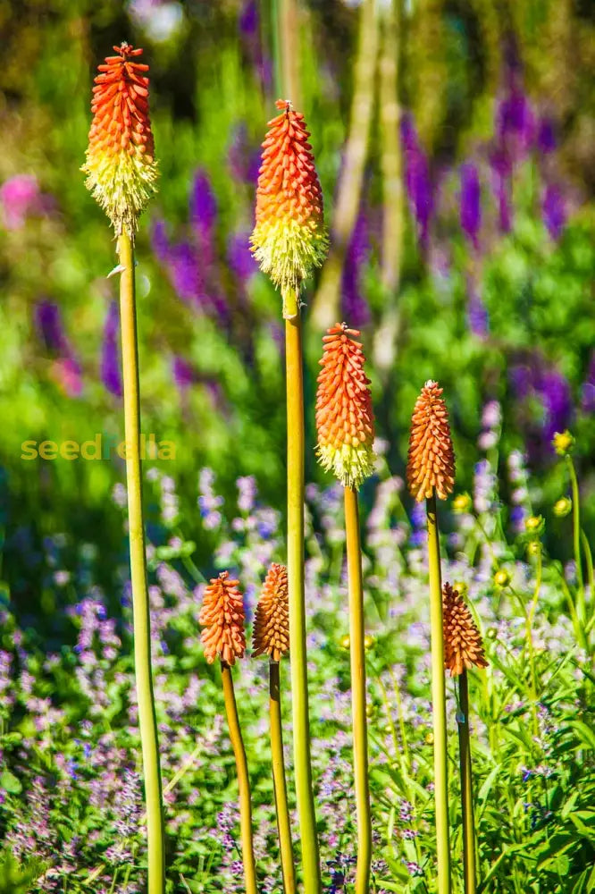 Mixed Red Hot Poker Plant Seeds For Vibrant Garden Planting Seeds