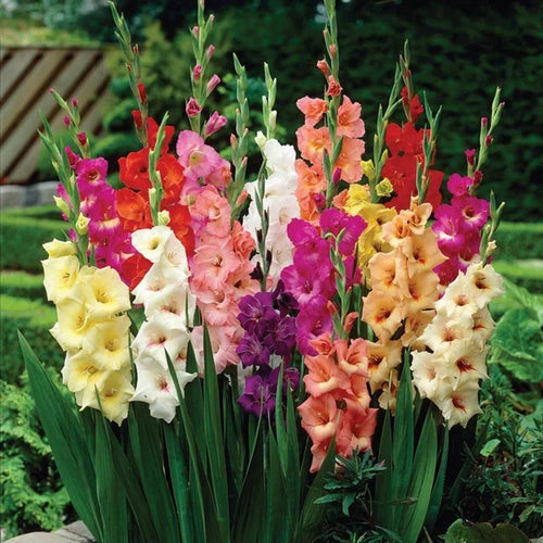 Mixed Red and White Gladiolus Blooms for Elegant Gardens