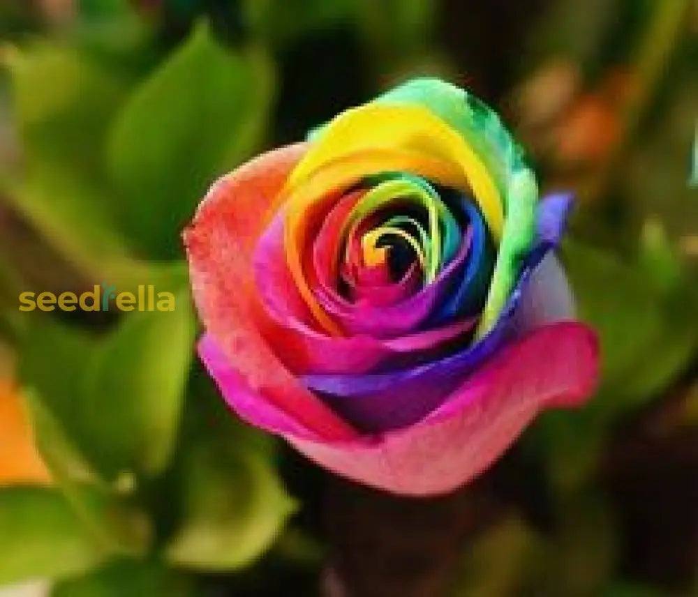 Mixed Rose Flower Seeds For Planting - Create Vibrant And Captivating Floral Displays