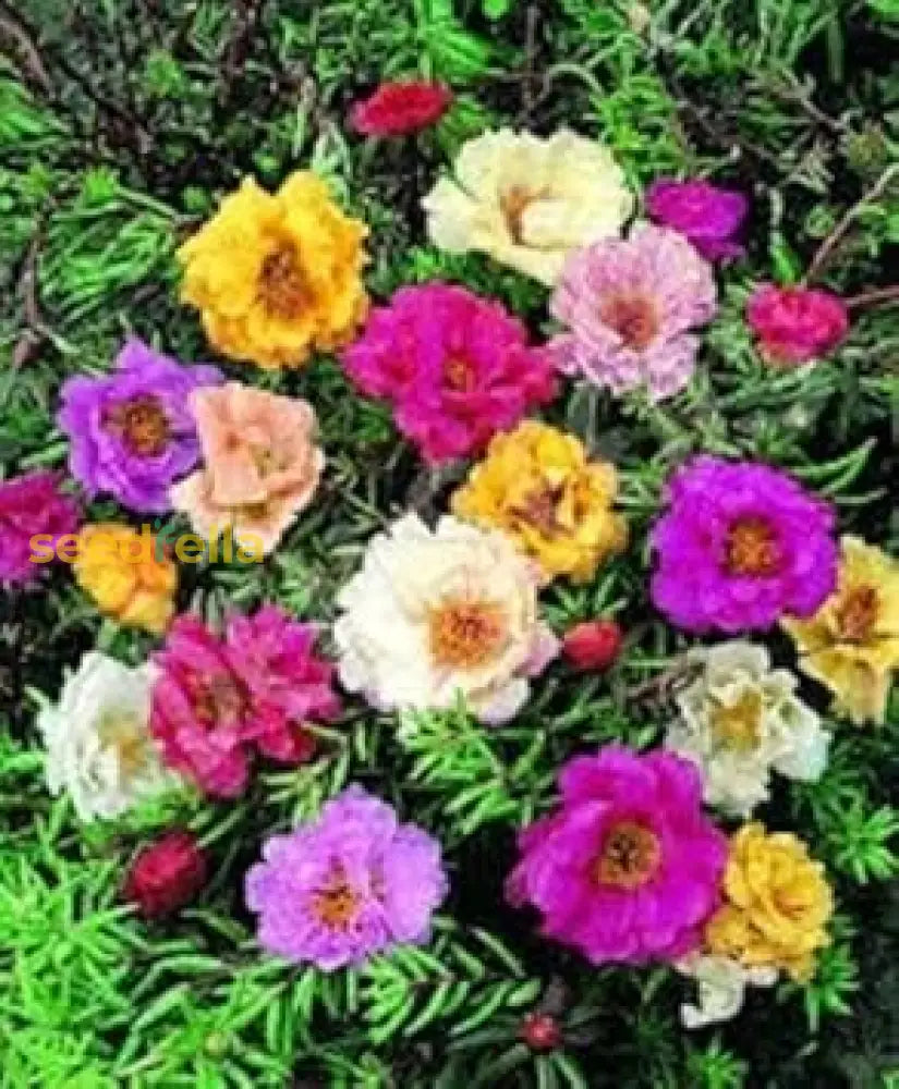 Mixed Rose Portulaca Seeds For Planting - Vibrant Flowers Flower