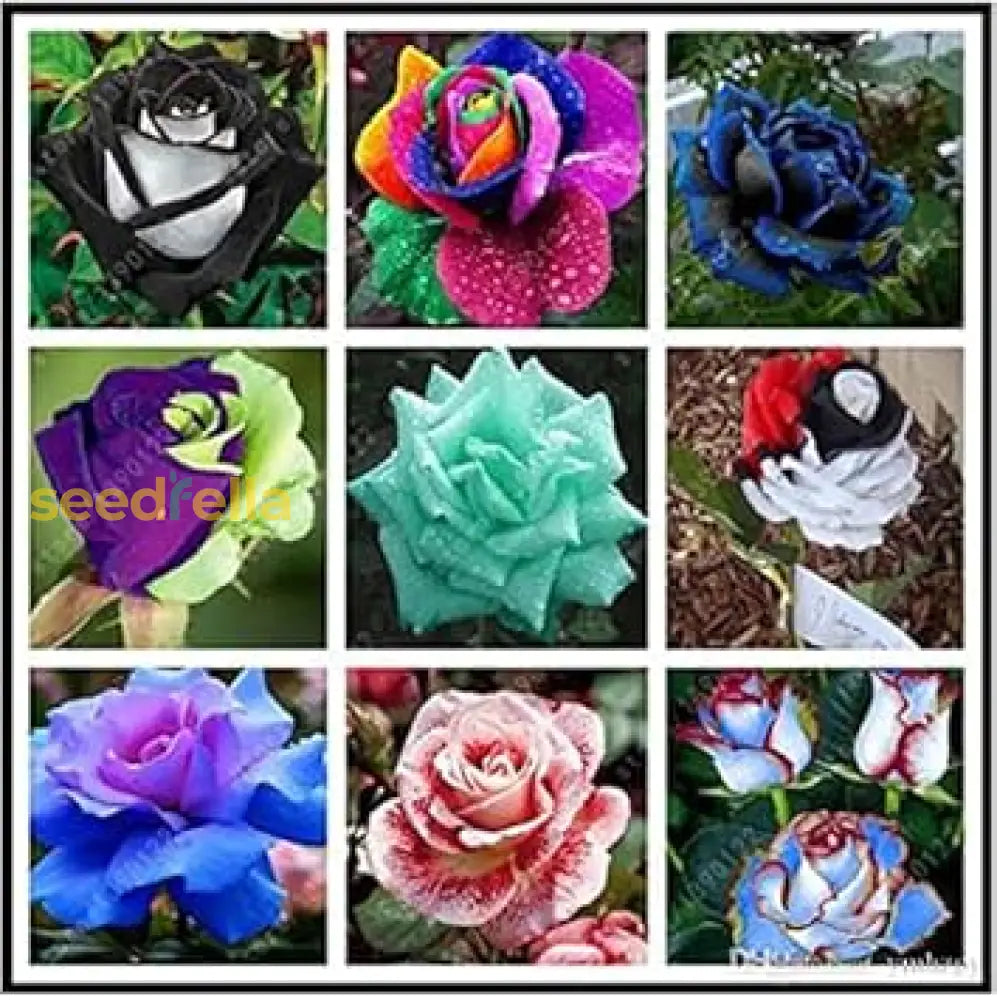 Mixed Rose Rare Bonsai Rainbow Flower Seeds For Planting  Vibrant Colorful Your Garden