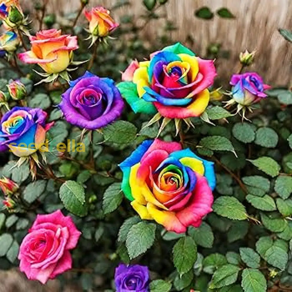 Mixed Rose Rare Bonsai Rainbow Flower Seeds For Planting  Vibrant Colorful Your Garden