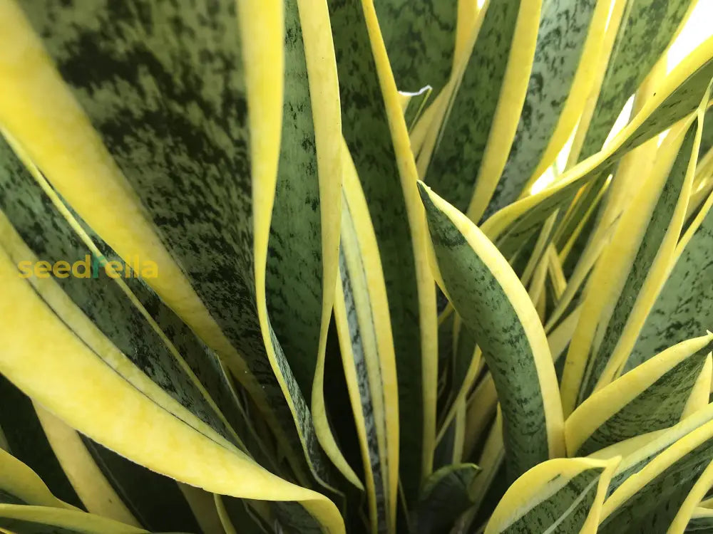 Mixed Sansevieria Seeds For Planting Flower