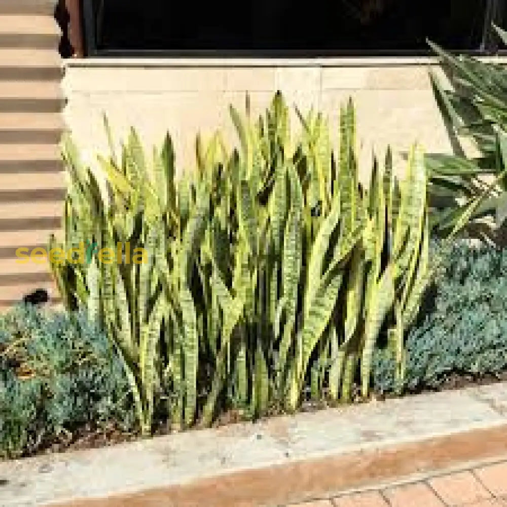 Mixed Sansevieria Seeds For Planting Flower