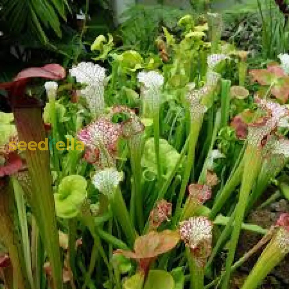 Mixed Sarracenia Seeds For Planting Flower