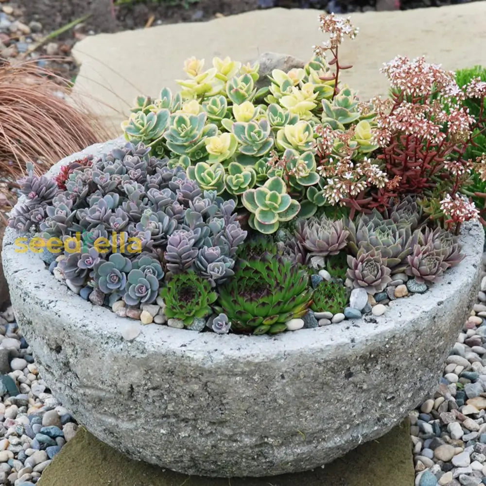 Mixed Sedum Seeds Perennial Star-Shaped Flowers Easy To Care Rock Gardens Containers Ground Cover