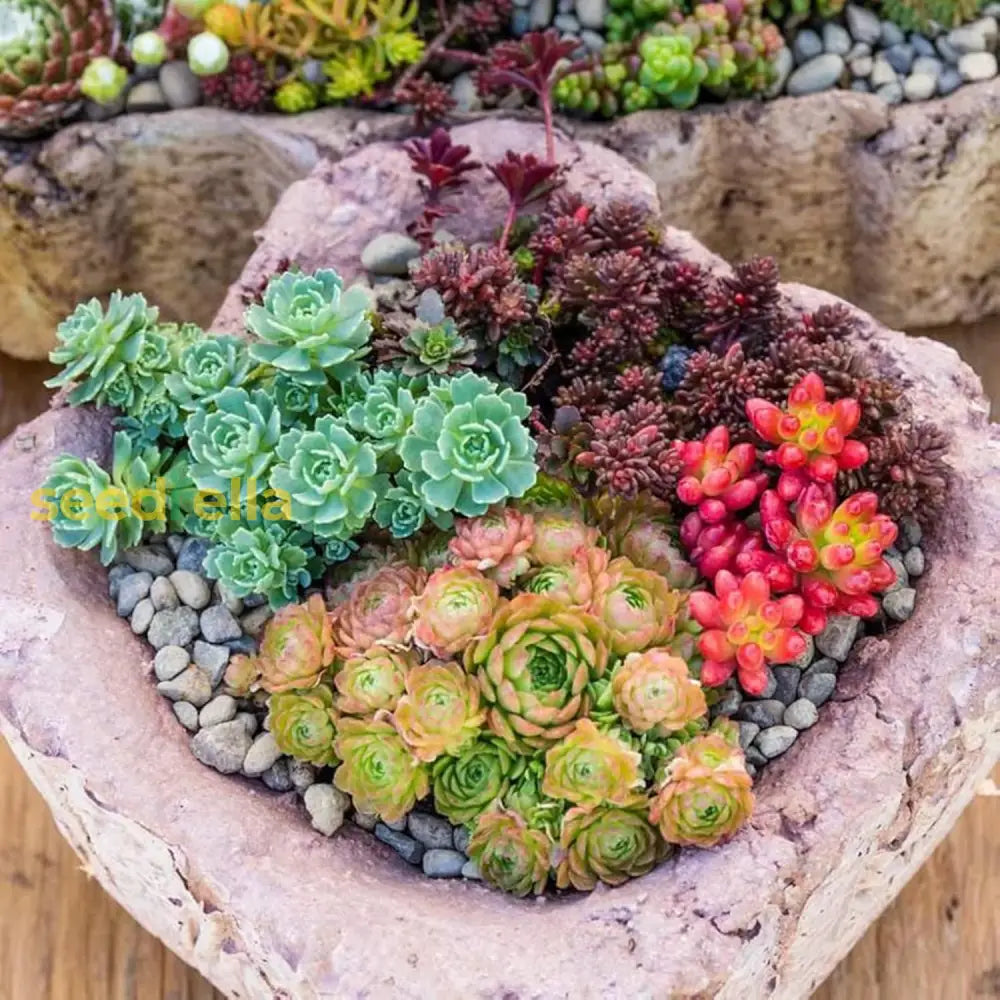 Mixed Sedum Seeds Perennial Star-Shaped Flowers Easy To Care Rock Gardens Containers Ground Cover