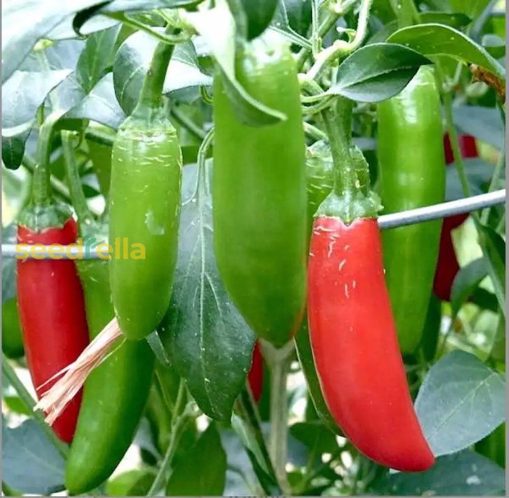 Mixed Serrano chili seeds for planting