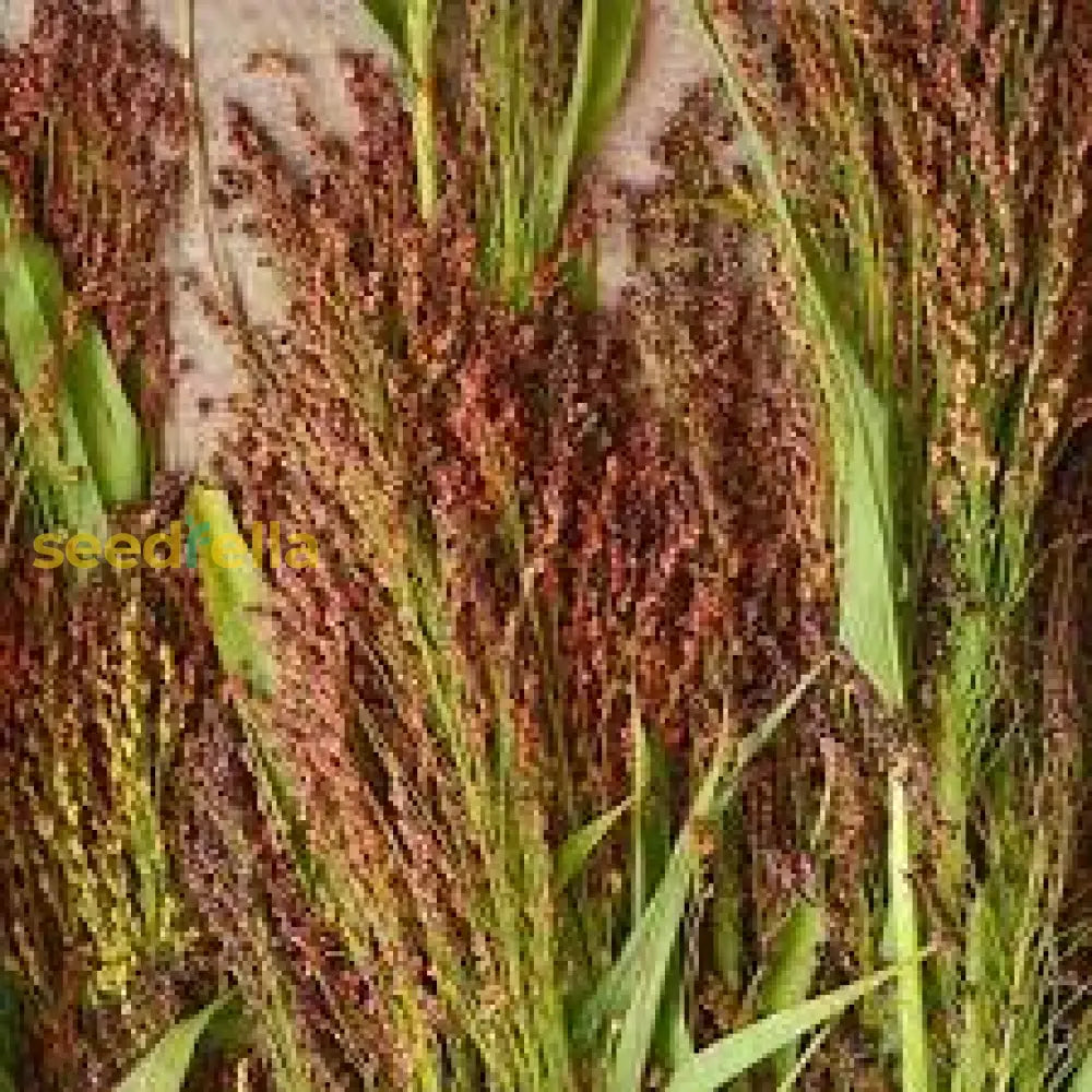 Mixed Sorghum Broom Plant Seeds For Easy All-Year Planting - Perfect Gardens And Crafting Seeds