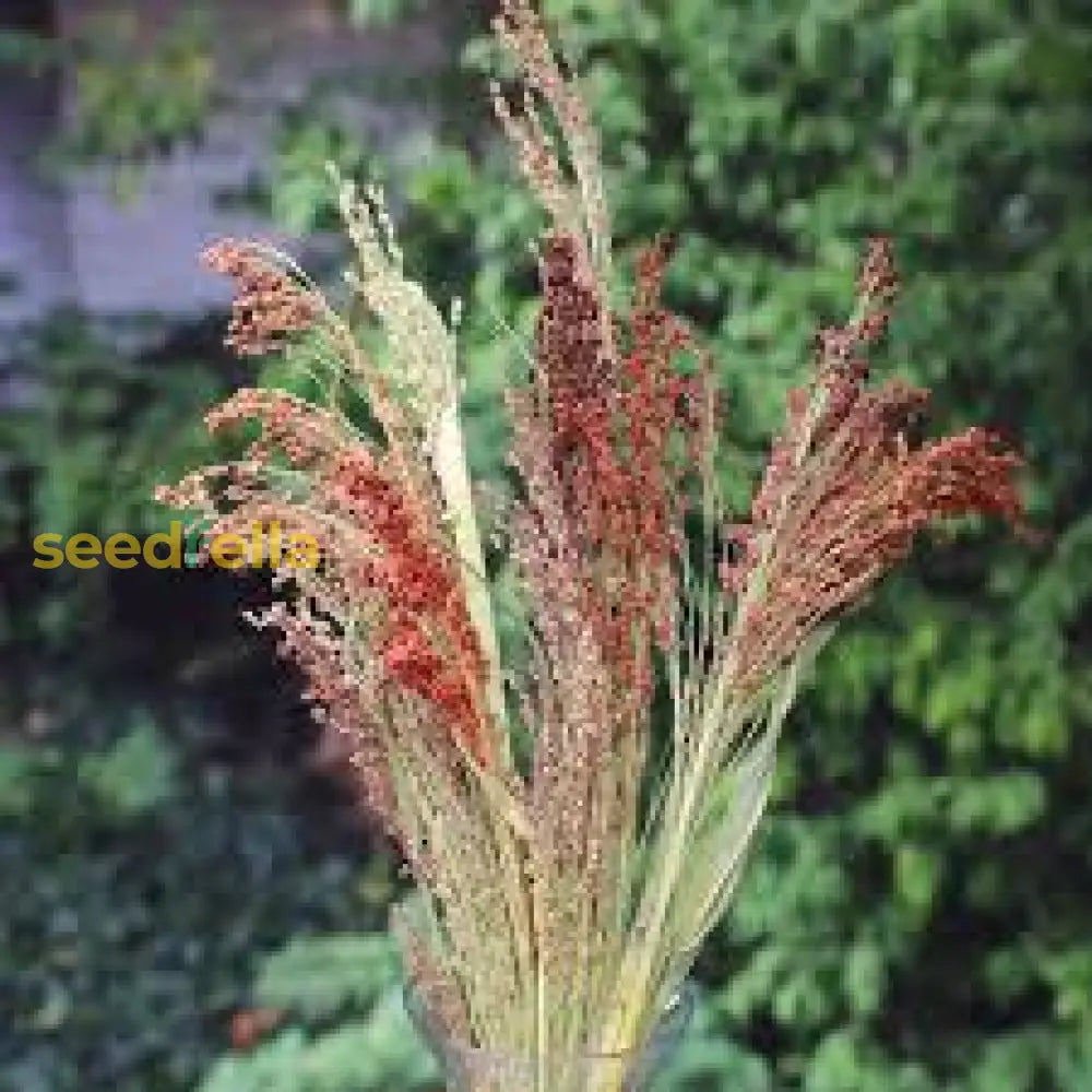 Mixed Sorghum Broom Plant Seeds For Easy All-Year Planting - Perfect Gardens And Crafting Seeds