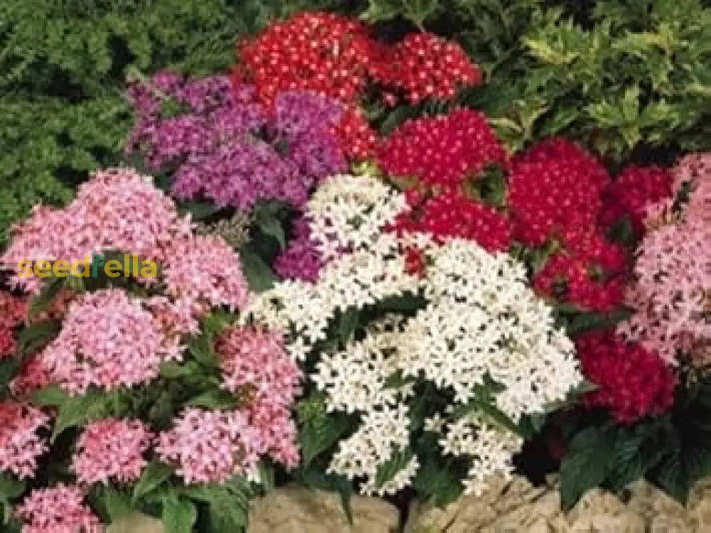 Mixed Star Pentas Flower Seed Collection For Planting Seeds