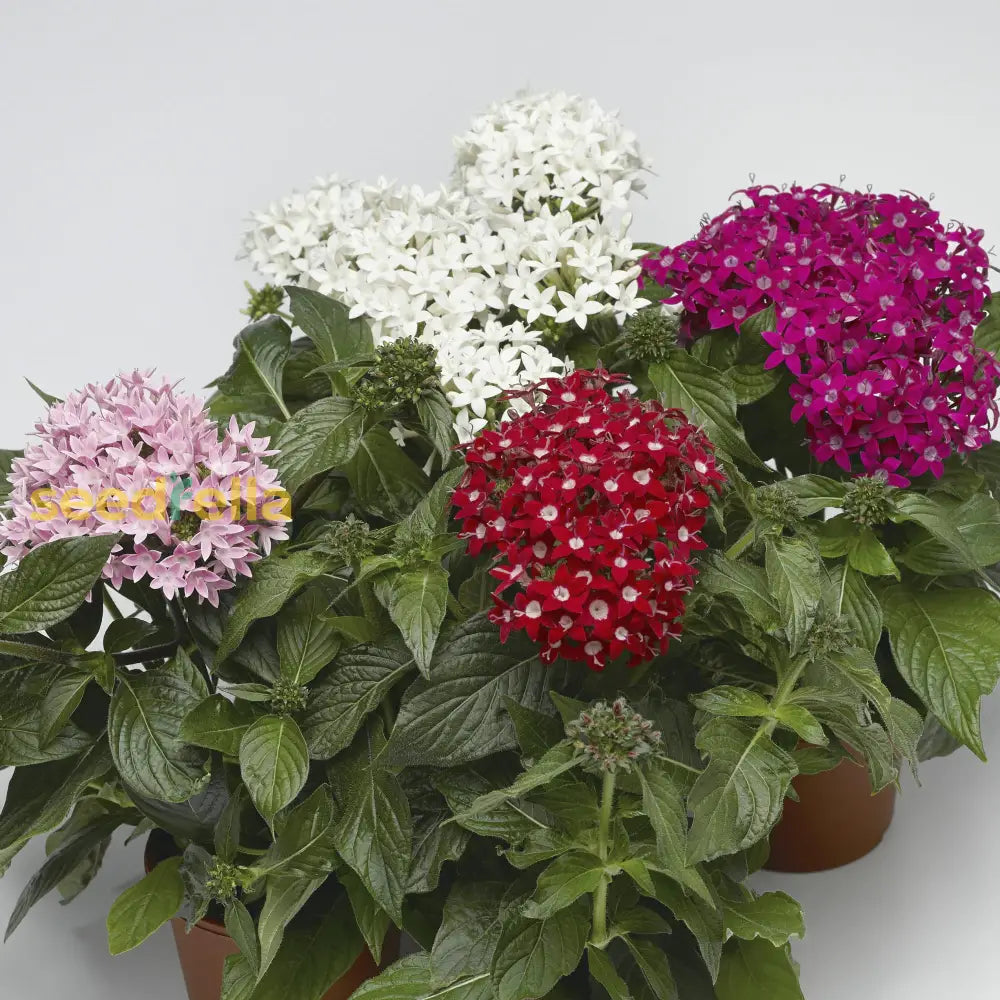 Mixed Star Pentas Flower Seed Collection For Planting Seeds