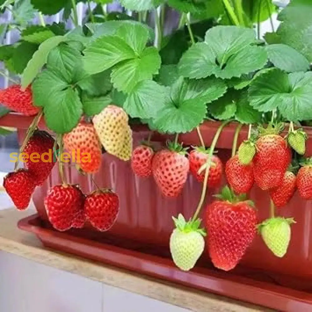 Mixed Strawberry Planting Seeds For Your Garden Fruit