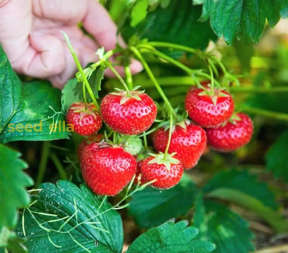 Mixed Strawberry Planting Seeds For Your Garden Fruit