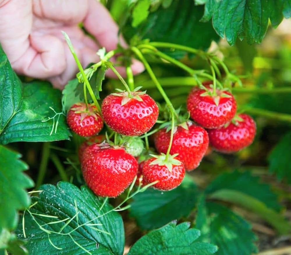 Mixed Strawberry Plants Growing in Garden, Healthy Plants with Vibrant, Ripe Berries