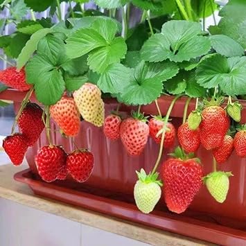 Mixed Strawberry Seeds for Planting, Step-by-Step Guide for Growing a Variety of Sweet Berries