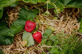 Step-by-Step Guide for Planting Mixed Strawberry Seeds in Your Garden