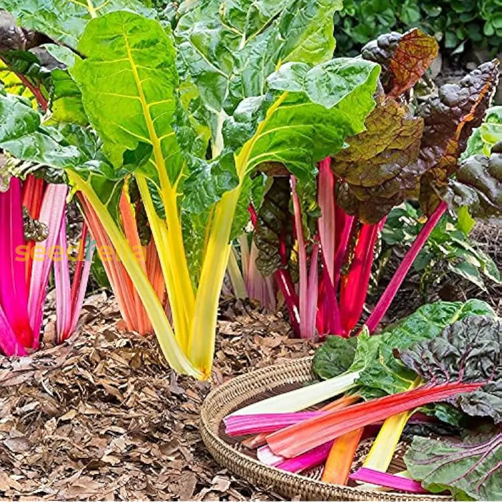 Mixed Swiss Chard Planting Seeds For Your Garden Vegetable Seeds