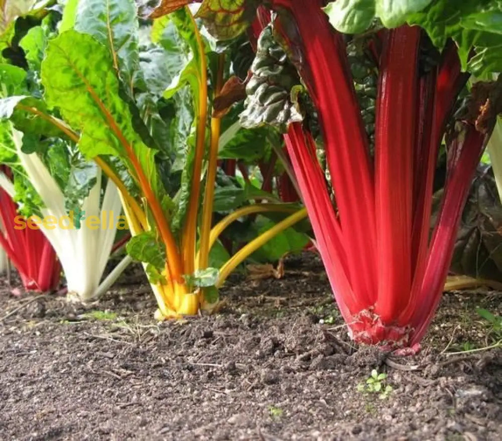 Mixed Swiss Chard seedlings emerging in soil