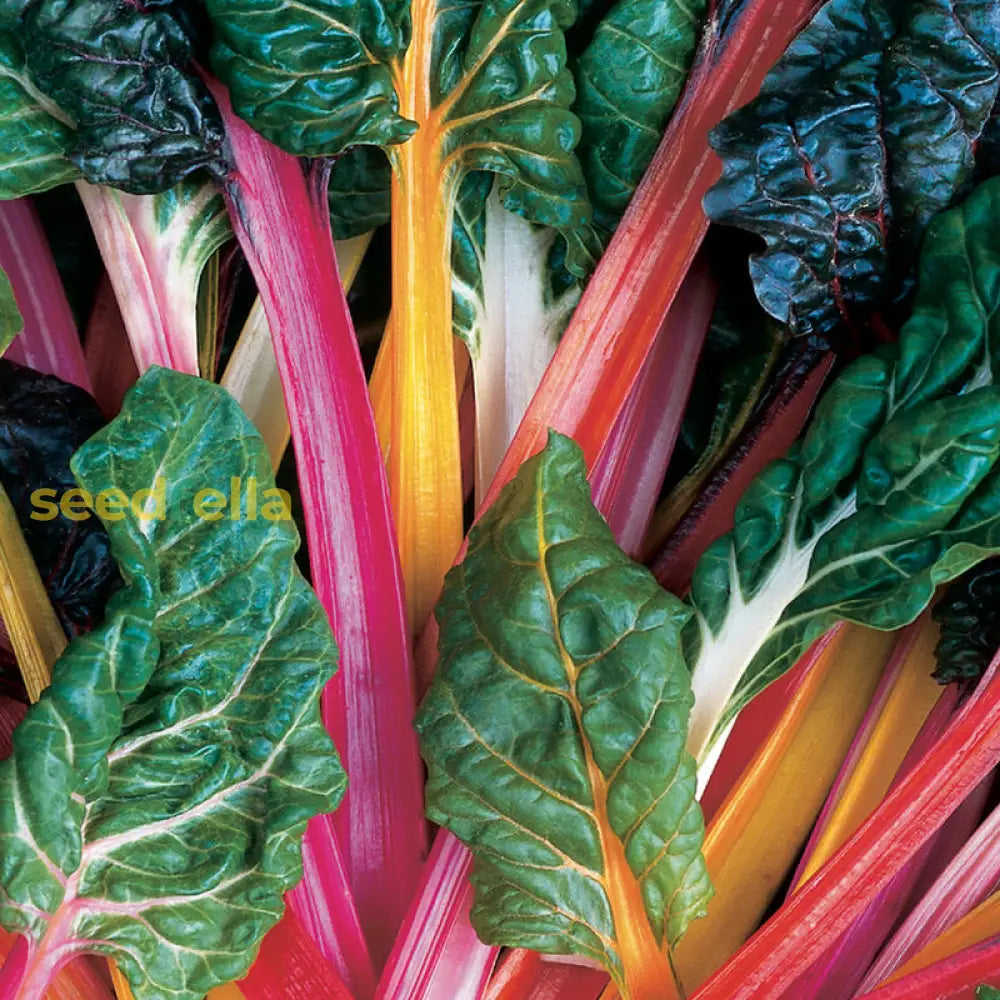 Swiss leafy green seed mix for home garden planting