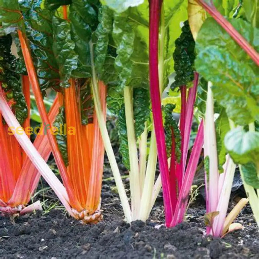 Mixed swiss seeds for planting in home vegetable gardens