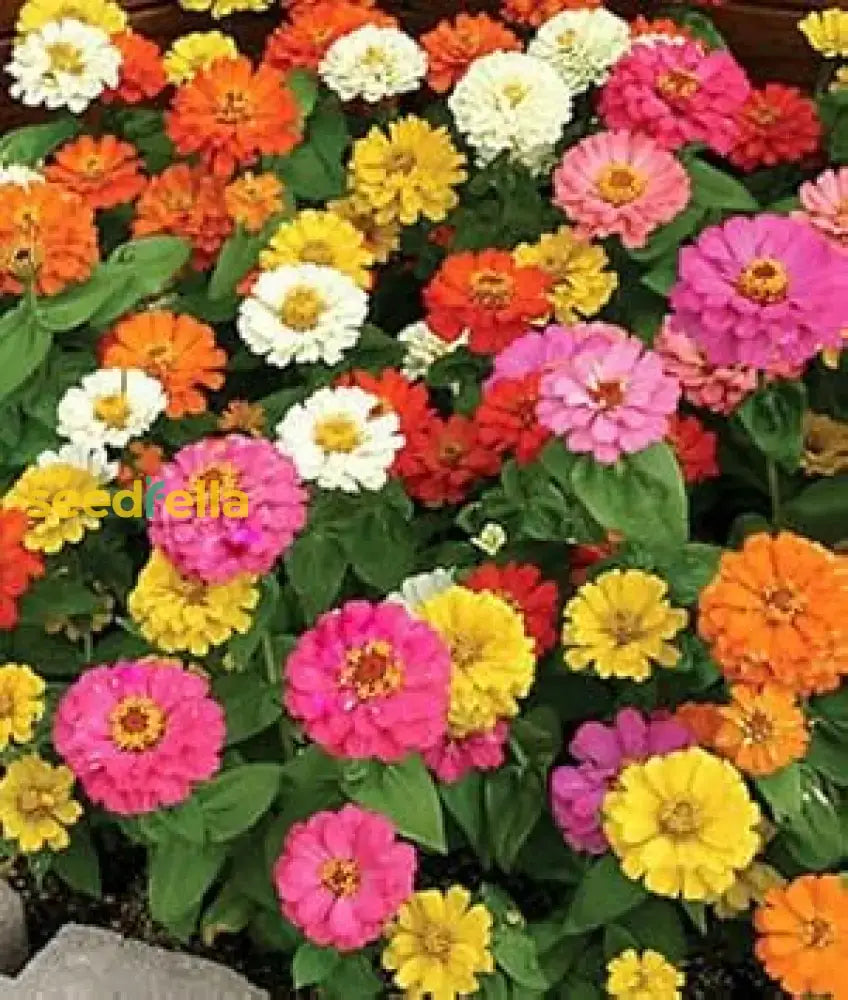 Mixed Thumbelina Flower Seeds For Planting