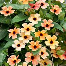 Mixed Thunbergia Flower Seeds for Planting