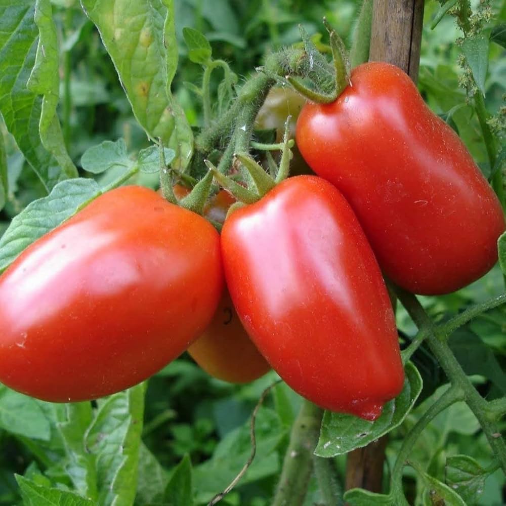 Mixed tomato plants growing in a patio planter
