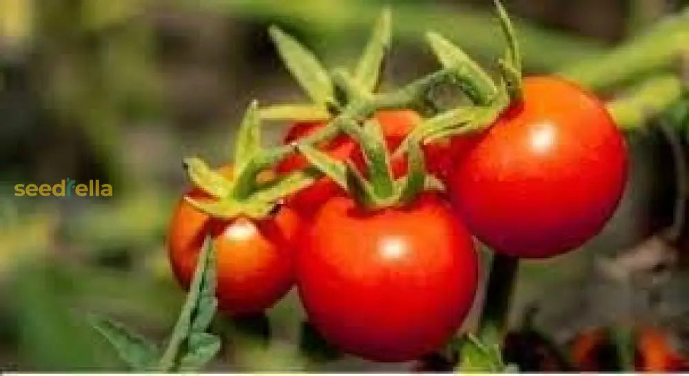 Mixed Tomato Planting Seeds Collection Vegetable Seeds