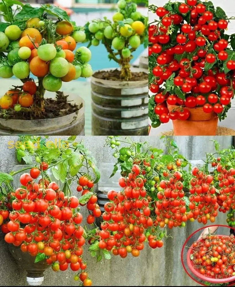 Mixed Tomato Planting Seeds Collection Vegetable Seeds