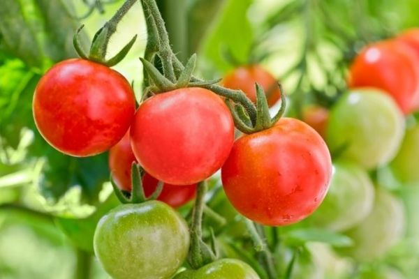 Step-by-step guide for growing Mixed Tomatoes from seeds