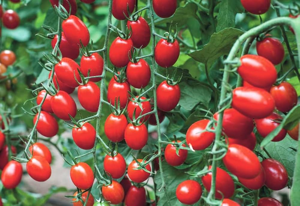 Mixed types tomato seeds for planting Solanum lycopersicum