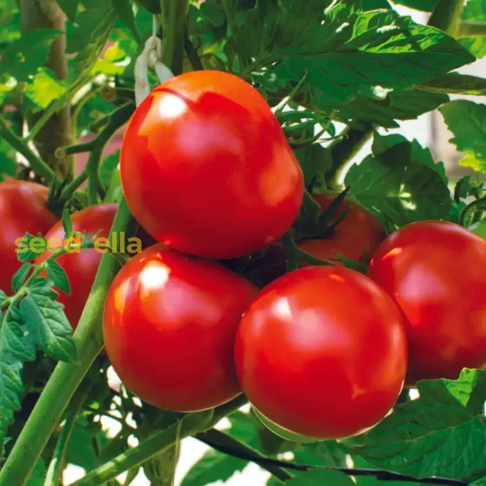 Mixed tomatoes on vine