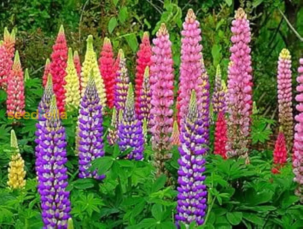 Mixed Tutti Frutti Lupine Flower Planting Seeds