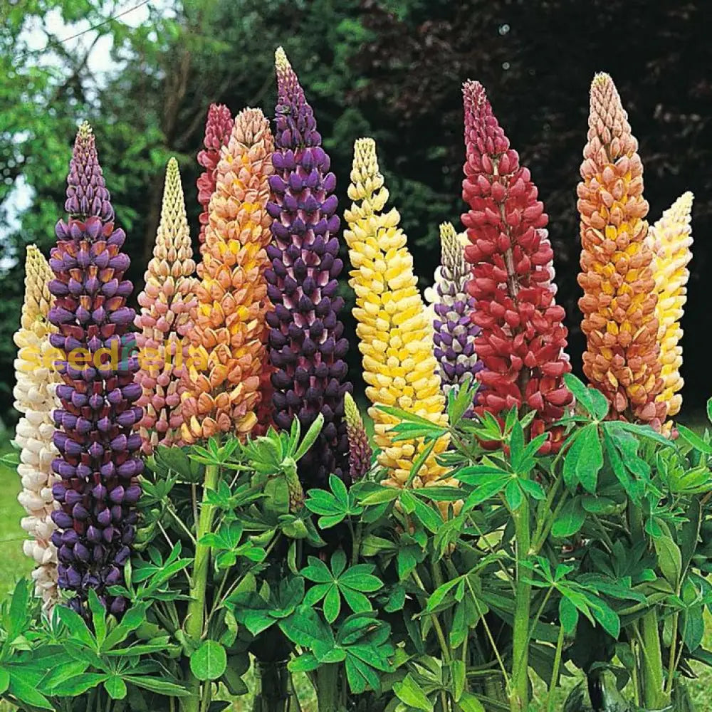 Mixed Tutti Frutti Lupine Flower Planting Seeds