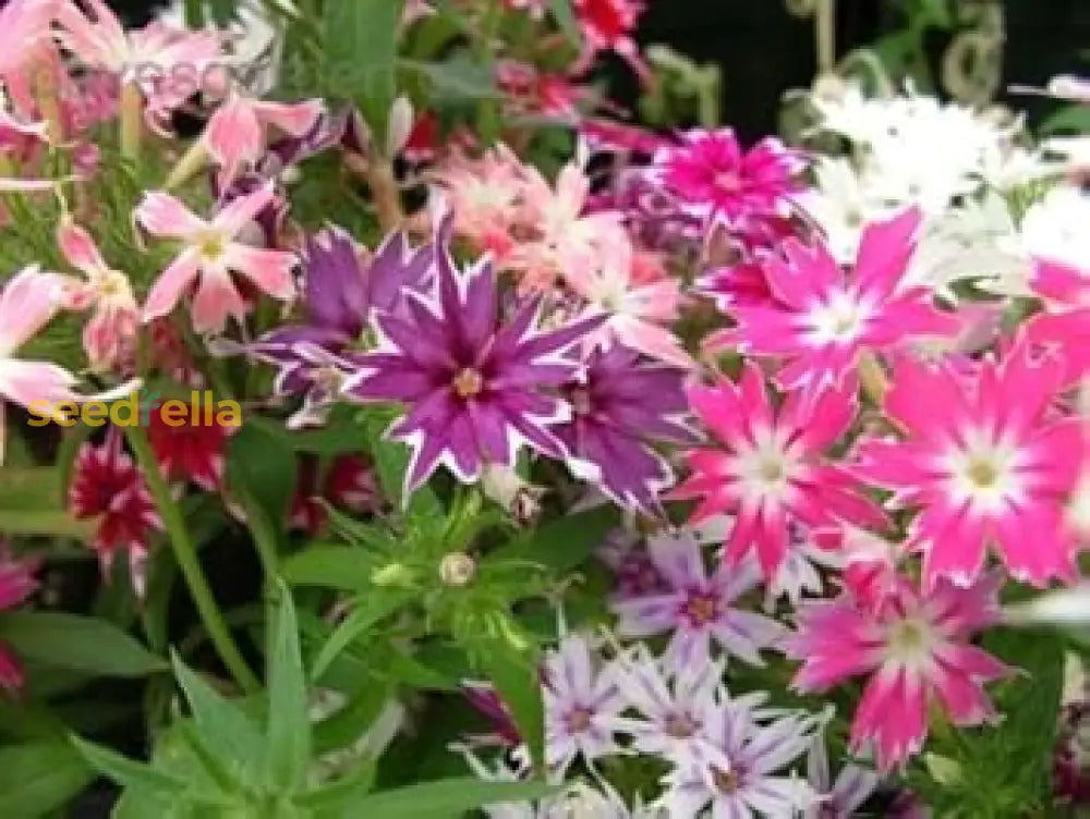 Mixed Twinkle Star Flower Seeds For Planting