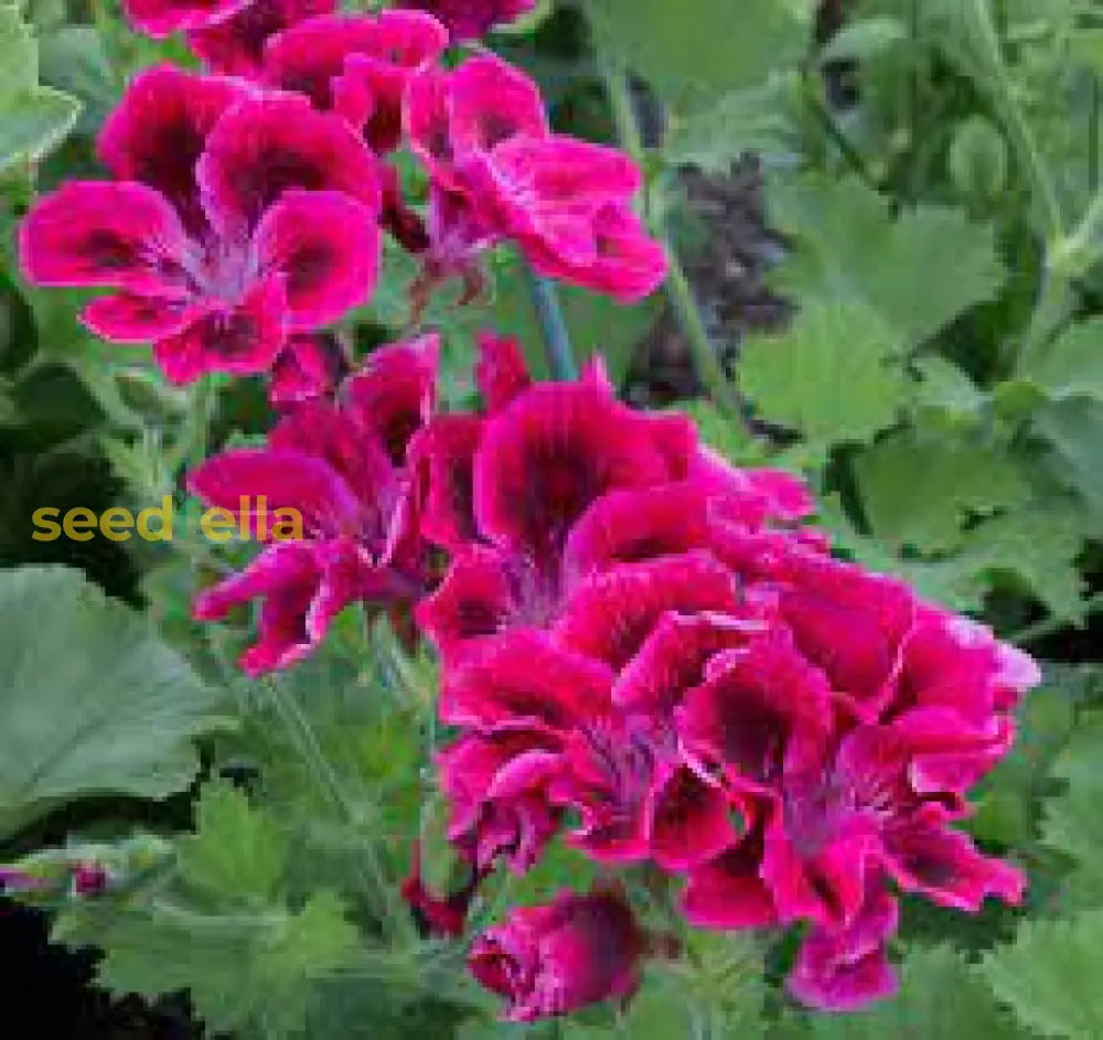 Buy Mixed Variegated Geranium Seeds for Planting